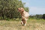 SETTER ANGLAIS 213